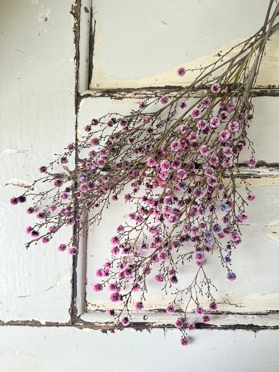 Dried Stirlingia with pods