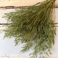 Soft / Vivid Hue Preserved Limonium | Misty | Sea Lavender