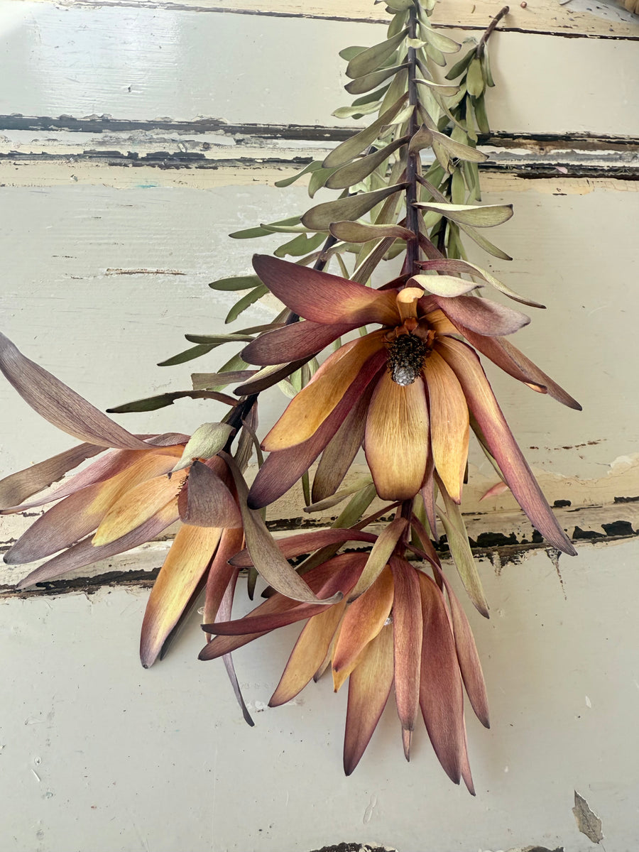 Naturally Dried / Preserved Leucadendron - Native
