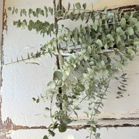 Naturally Dried Gum / Eucalyptus - natural green