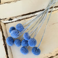 Outlet & Sample [flower stems / greenery]