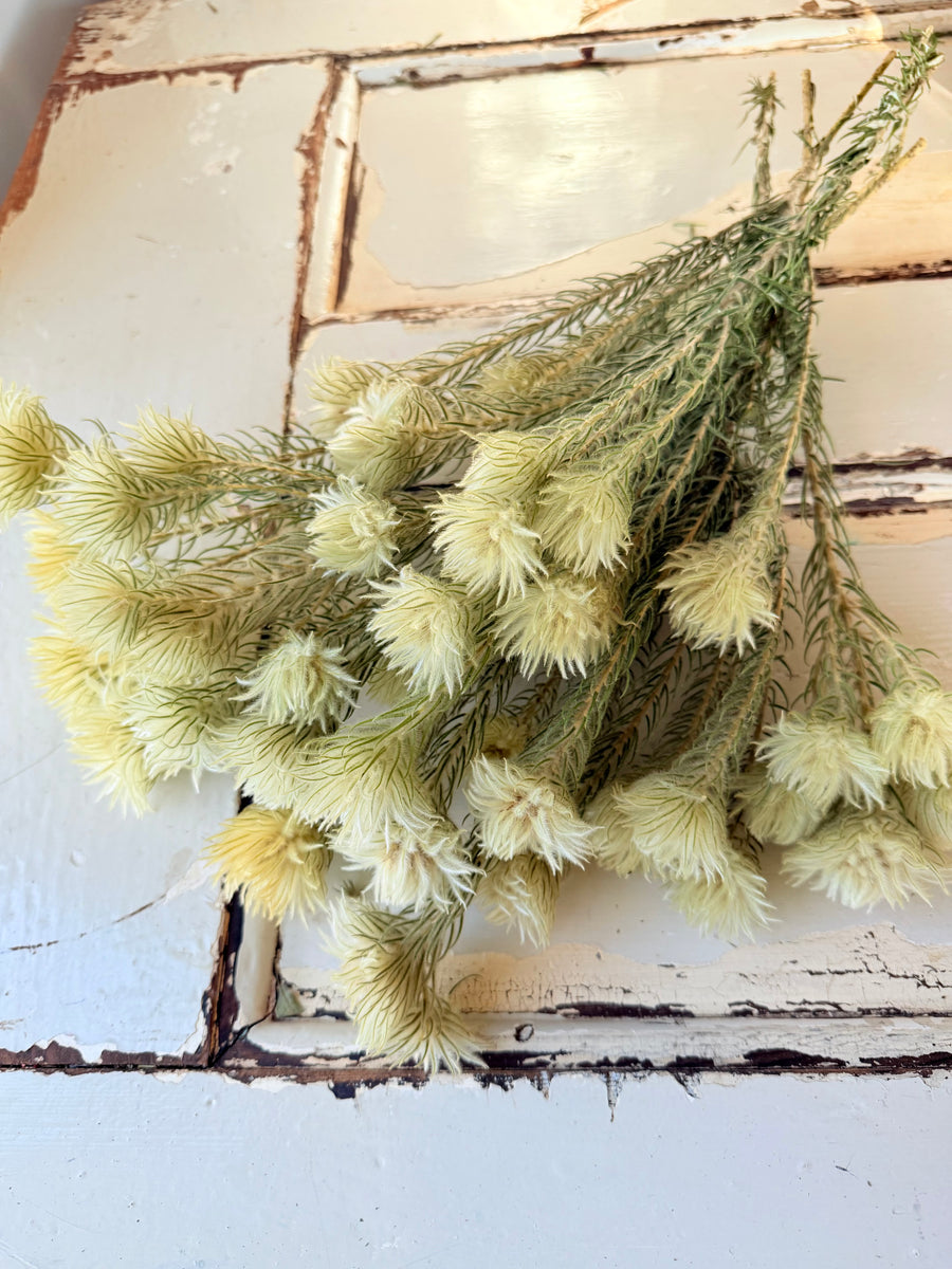 Naturally Dried Philyca Flowers - natural green beige