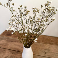 Naturally Dried Ixodia Mini Daisy / Mountain Daisy - White