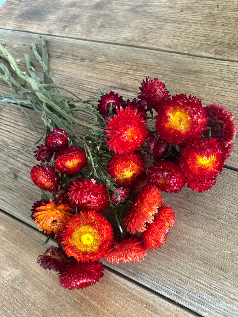 Naturally Dried Helichrysum - Everlasting / Paper Daisy / Strawflower - stems / heads