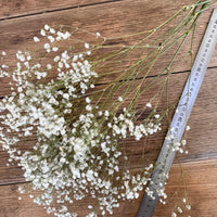 Preserved Baby's Breath