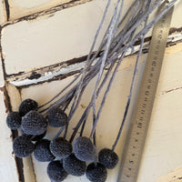 Outlet & Sample [flower stems / greenery]
