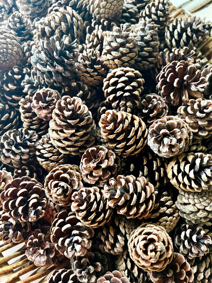Naturally Dried Local Pine Cones