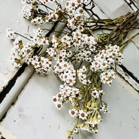 Naturally Dried Ixodia Mini Daisy / Mountain Daisy - White