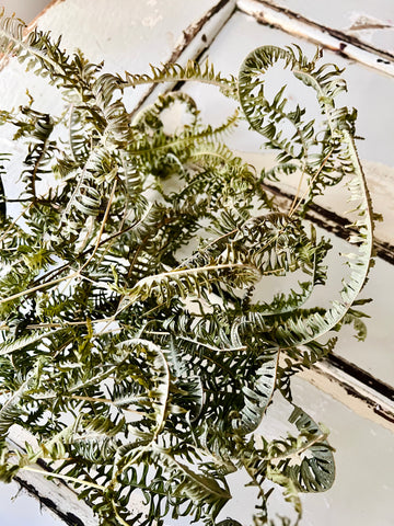 Dried Fern