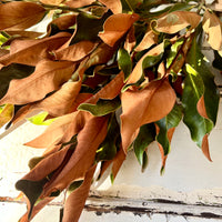 Dried Magnolia Grandiflora Foliage