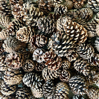 Naturally Dried Local Pine Cones