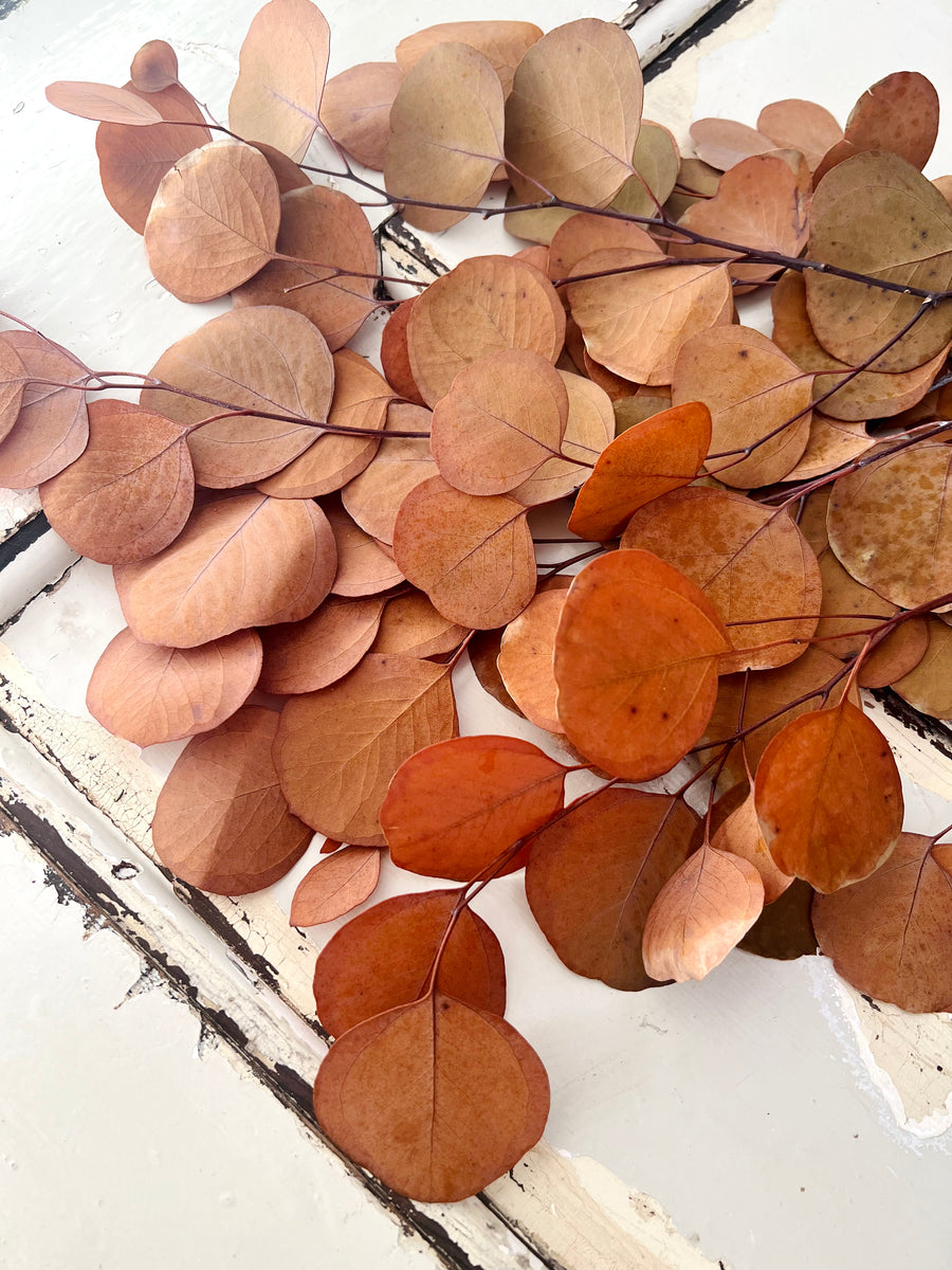 Preserved Eucalyptus | Silver Dollar Gum / Poly Gum / Apple Leaf