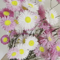 Naturally Dried Rhodanthe Everlasting Daisy - Medium / Large - white / pink