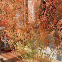 Preserved Delicate Baby's Breath - Gypsophila