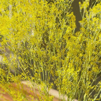 Preserved Delicate Baby's Breath - Gypsophila