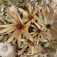 [VIC - Pickup / Local Delivery Only / 3 weekdays] Flutter Veil in Essien Bowl Arrangement [L]