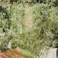Preserved Delicate Baby's Breath - Gypsophila