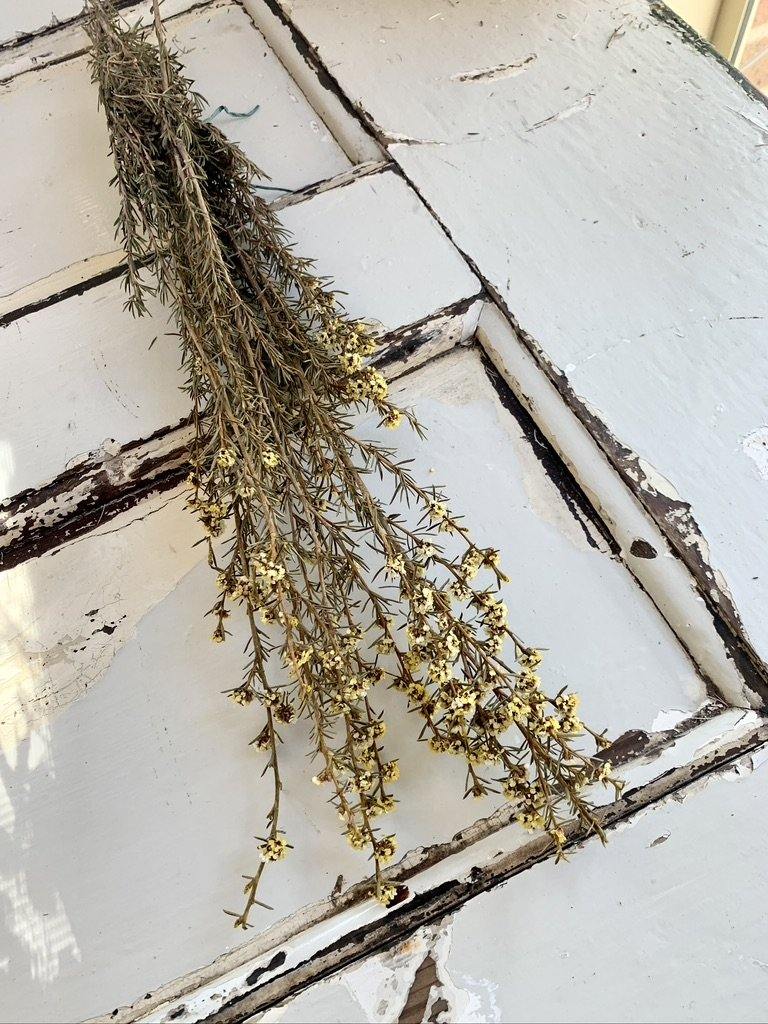 Dried Tea Tree bunch | dried flowers - FLEURI flowers