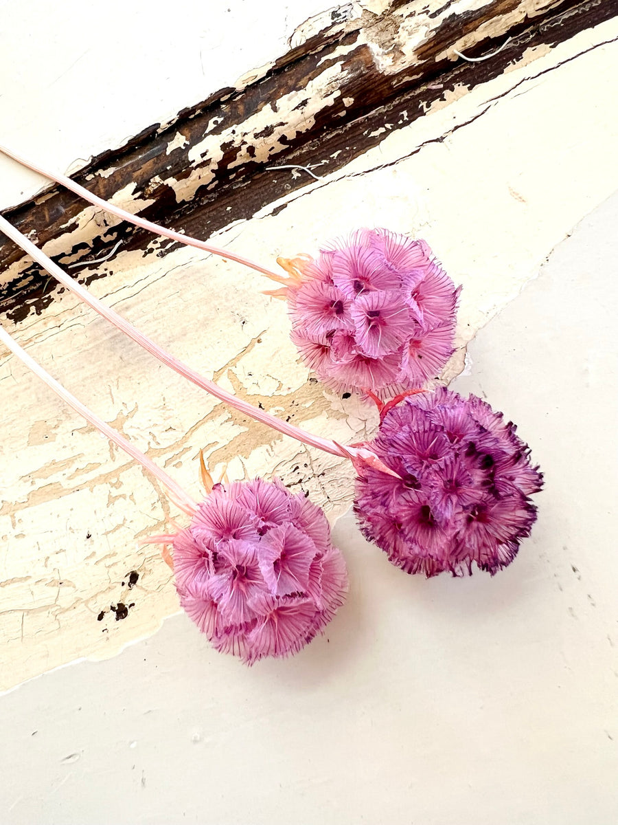 Preserved Scabiosa