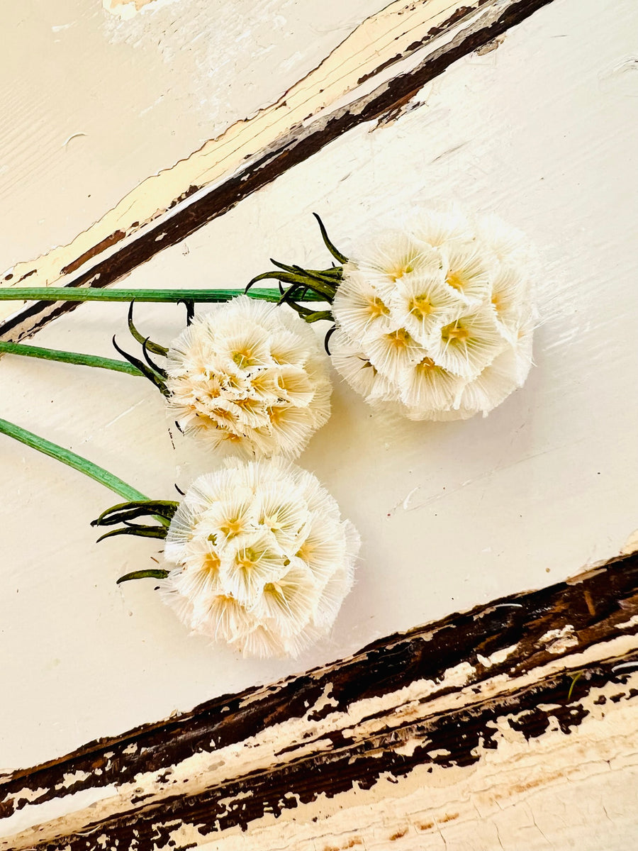 Preserved Scabiosa