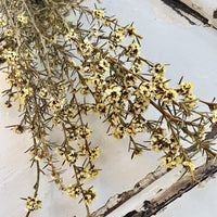 Dried Tea Tree bunch | dried flowers - FLEURI flowers
