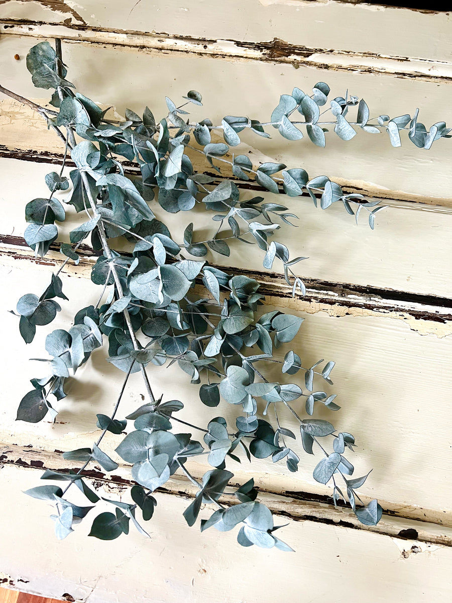 Preserved Eucalyptus | Cinerea | Baby Blue | Bridal Gum