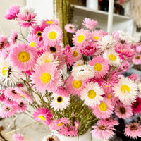 Naturally Dried Rhodanthe Everlasting Daisy - Medium / Large - white / pink