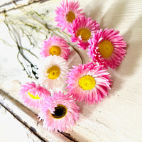 Naturally Dried Rhodanthe Everlasting Daisy - Medium / Large - white / pink