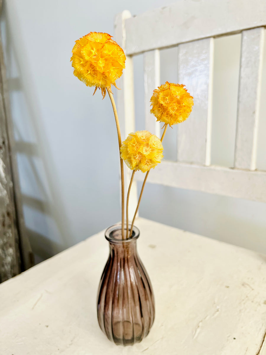 Preserved Scabiosa