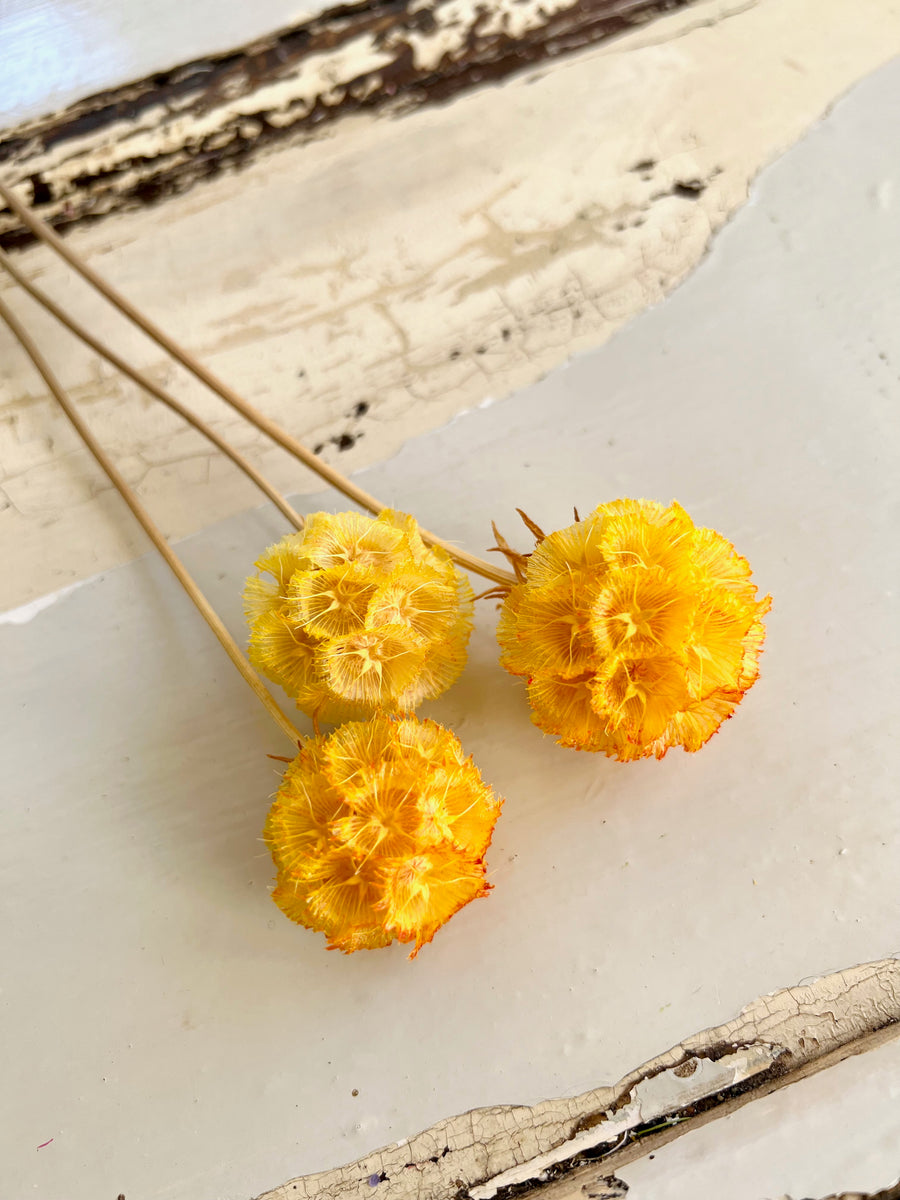 Preserved Scabiosa