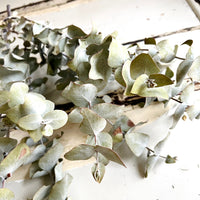 Dried Gum / Eucalyptus