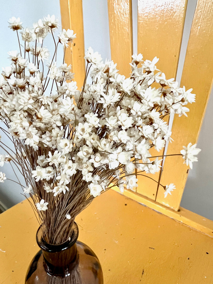 Dried little daisy / Ixodia Achillaeoides