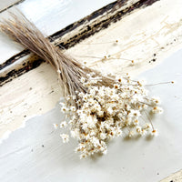Dried little daisy / Ixodia Achillaeoides