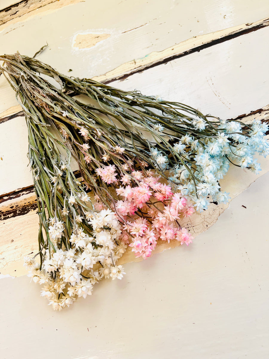 Dried Everlasting Mini Daisy
