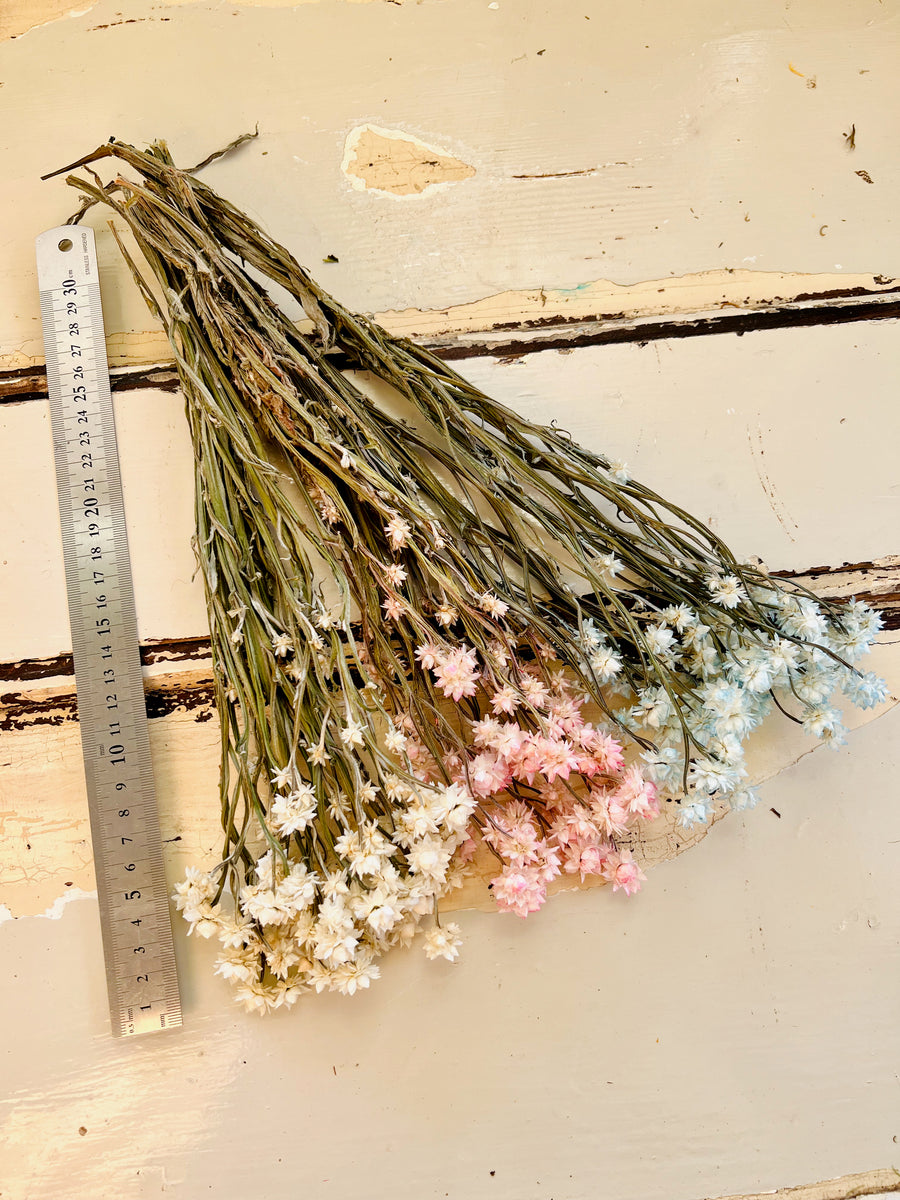 Dried Everlasting Mini Daisy