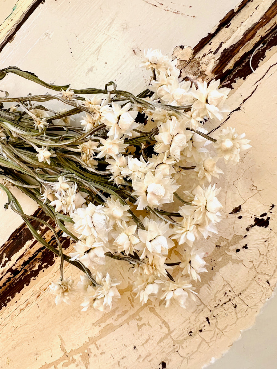 Dried Everlasting Mini Daisy