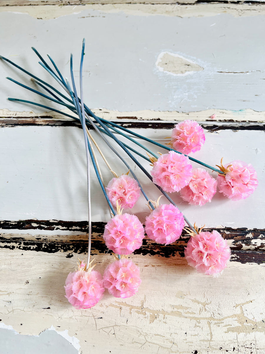 Preserved Scabiosa