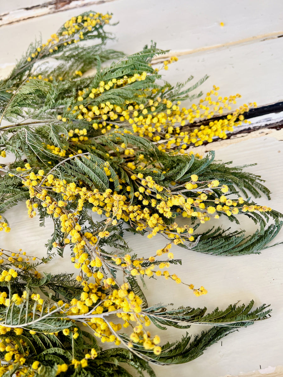 Dried Wattle / Mimosa / Acacia Flowers - Australian Native