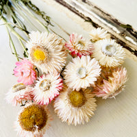 Dried Helichrysum - Everlasting / Paper Daisy / Strawflower - stems / heads