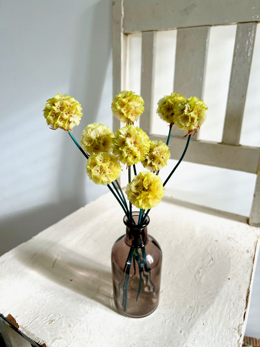 Preserved Scabiosa