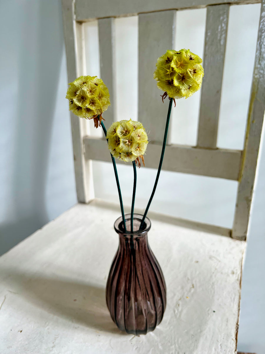 Preserved Scabiosa