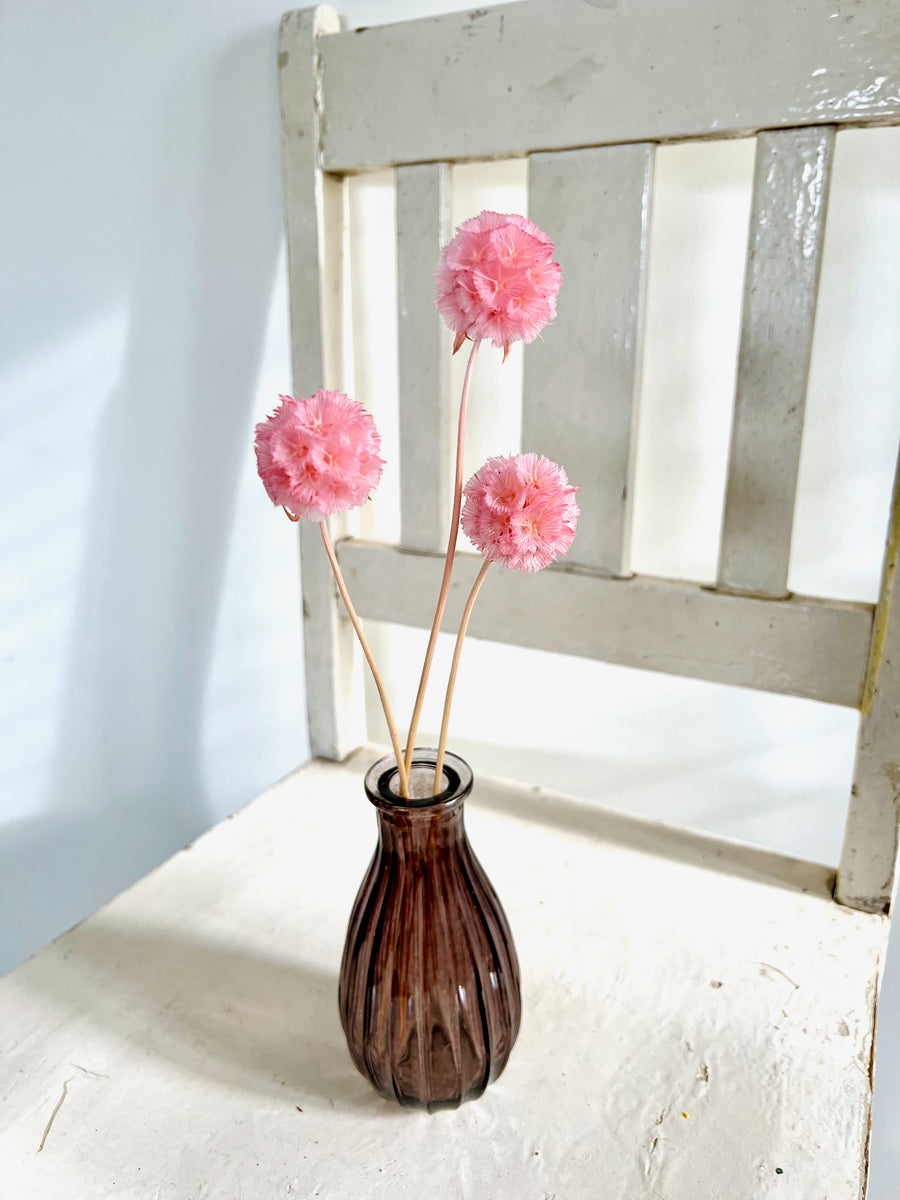 Preserved Scabiosa