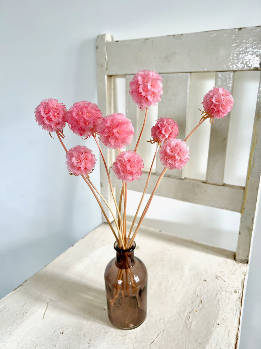 Preserved Scabiosa