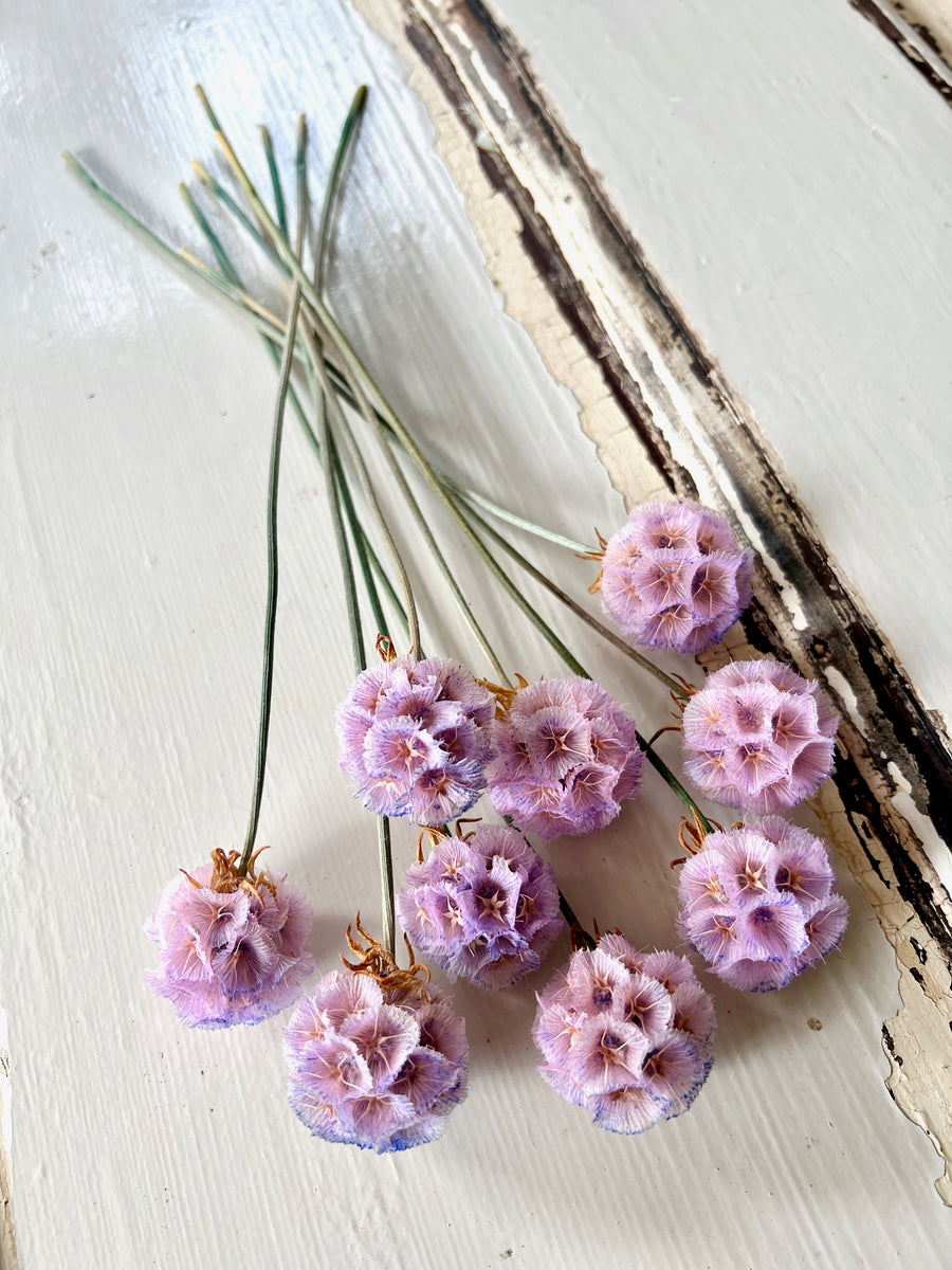 Preserved Scabiosa