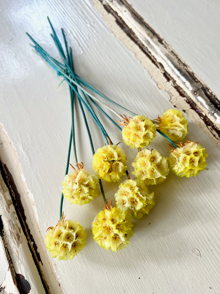 Preserved Scabiosa