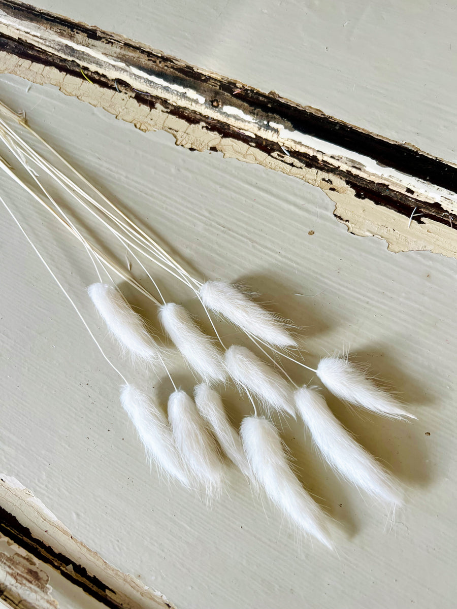 Dried Bunny Tail / Lagurus Ovatus