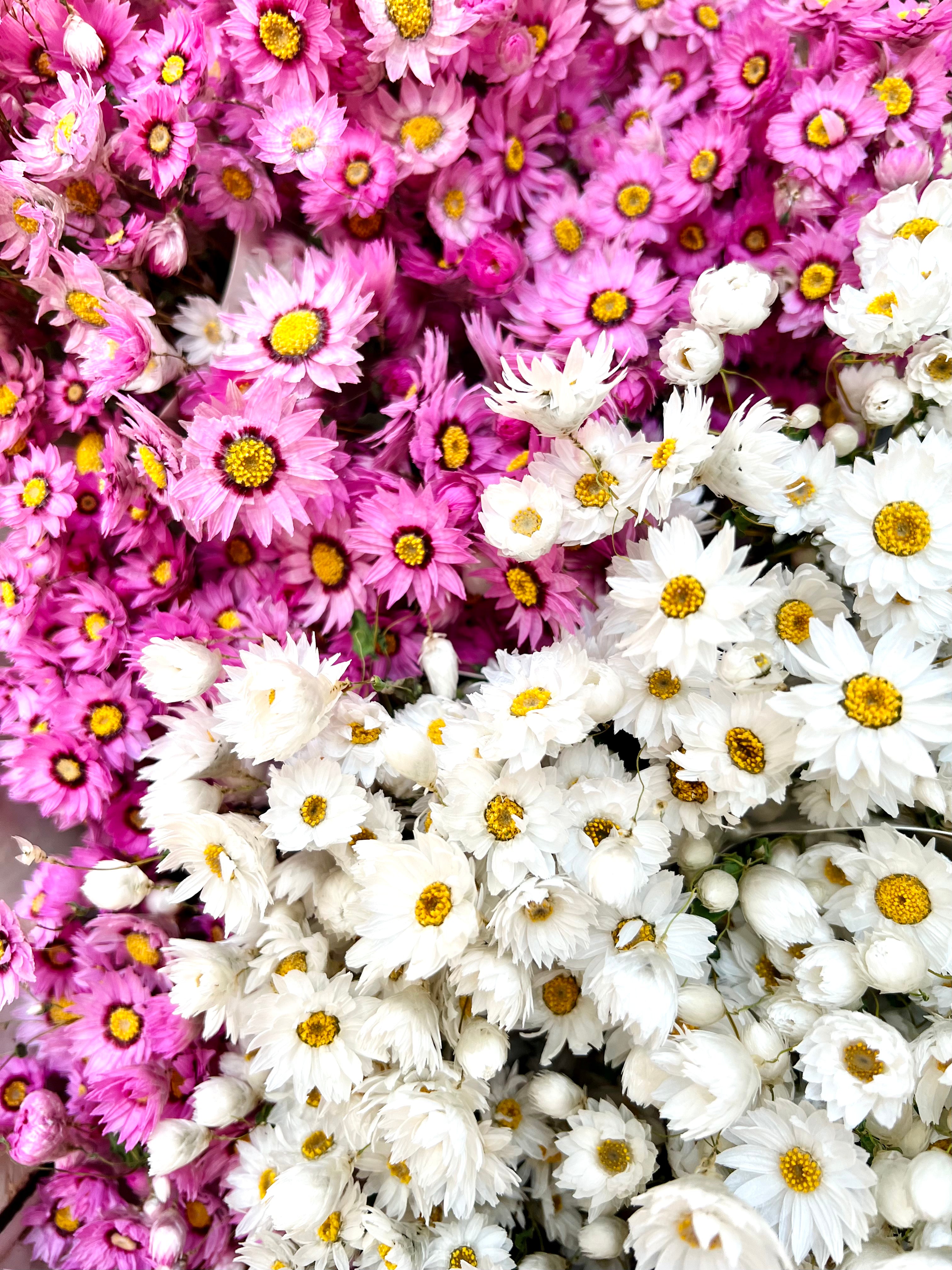 Dried Flowers Daisy Stella — Plenty Flowers