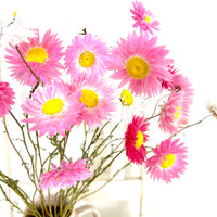 Naturally Dried Rhodanthe Everlasting Daisy - Medium / Large - white / pink